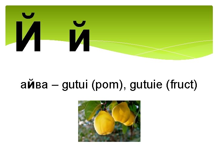 Й й айва – gutui (pom), gutuie (fruct) 