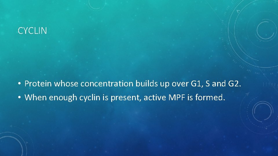 CYCLIN • Protein whose concentration builds up over G 1, S and G 2.