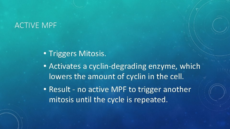 ACTIVE MPF • Triggers Mitosis. • Activates a cyclin-degrading enzyme, which lowers the amount