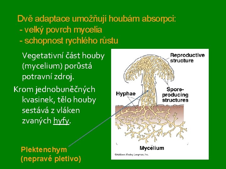 Dvě adaptace umožňují houbám absorpci: - velký povrch mycelia - schopnost rychlého růstu Vegetativní