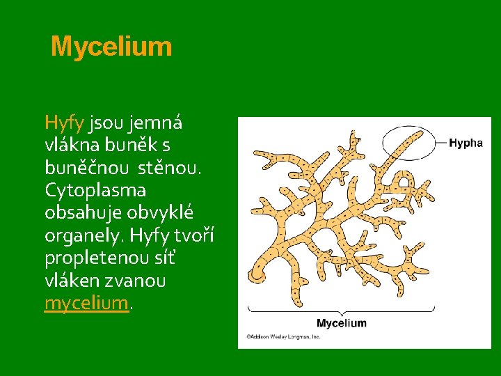 Mycelium Hyfy jsou jemná vlákna buněk s buněčnou stěnou. Cytoplasma obsahuje obvyklé organely. Hyfy