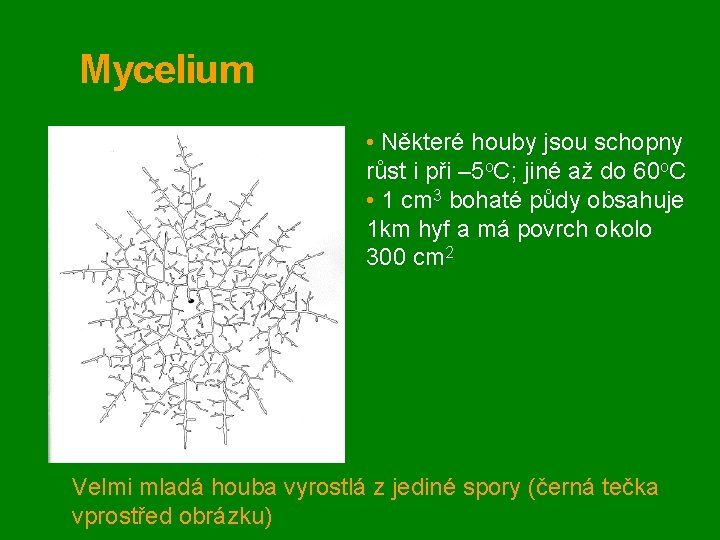 Mycelium • Některé houby jsou schopny růst i při – 5 o. C; jiné