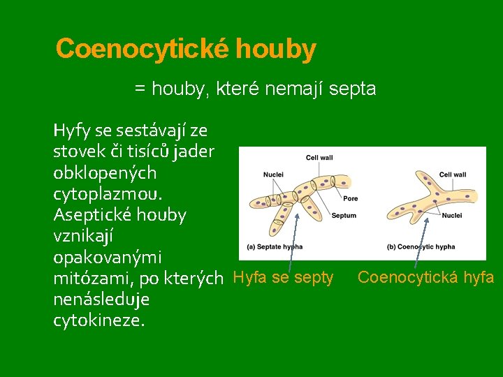 Coenocytické houby = houby, které nemají septa Hyfy se sestávají ze stovek či tisíců