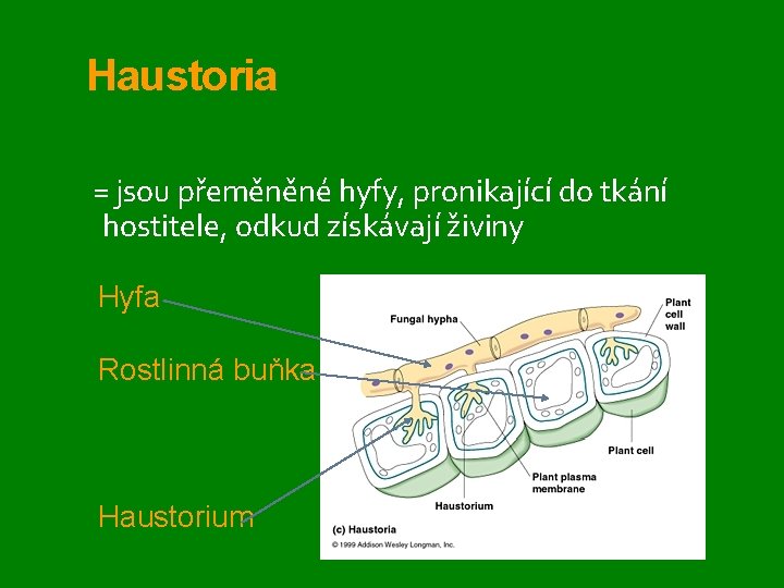 Haustoria = jsou přeměněné hyfy, pronikající do tkání hostitele, odkud získávají živiny Hyfa Rostlinná