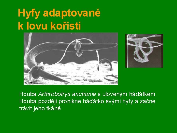 Hyfy adaptované k lovu kořisti Houba Arthrobotrys anchonia s uloveným háďátkem. Houba později pronikne