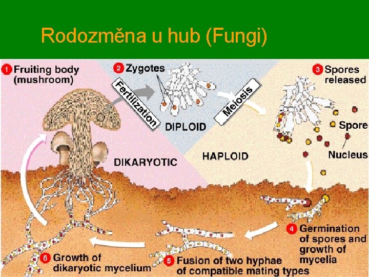 Rodozměna u hub (Fungi) 