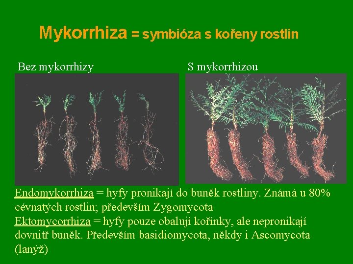 Mykorrhiza = symbióza s kořeny rostlin Bez mykorrhizy S mykorrhizou Endomykorrhiza = hyfy pronikají