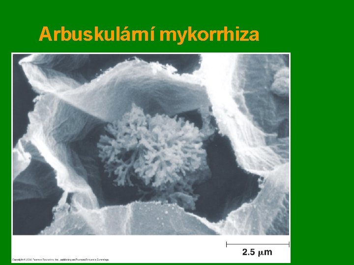 Arbuskulární mykorrhiza 