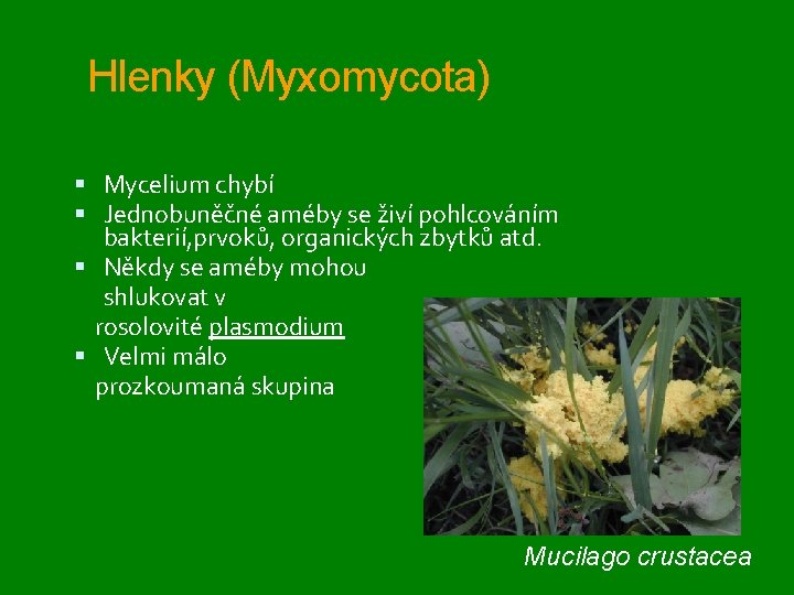 Hlenky (Myxomycota) Mycelium chybí Jednobuněčné améby se živí pohlcováním bakterií, prvoků, organických zbytků atd.