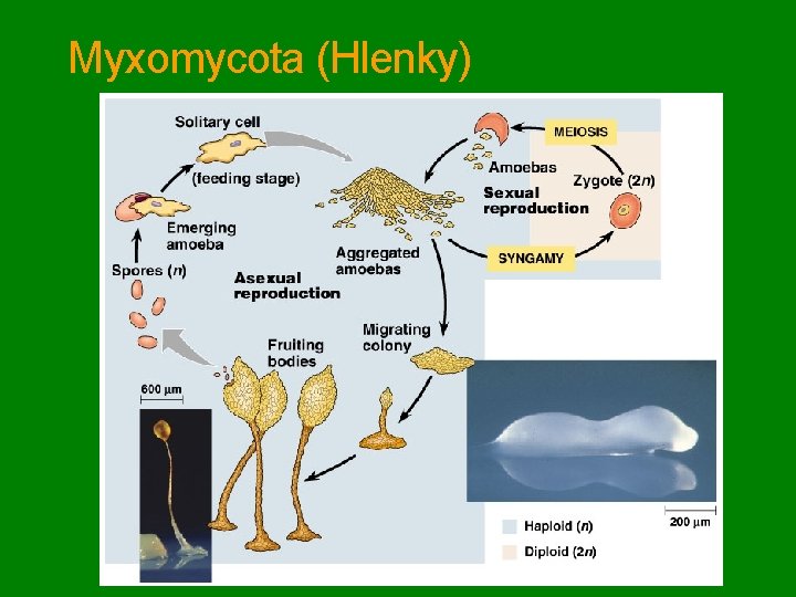 Myxomycota (Hlenky) 