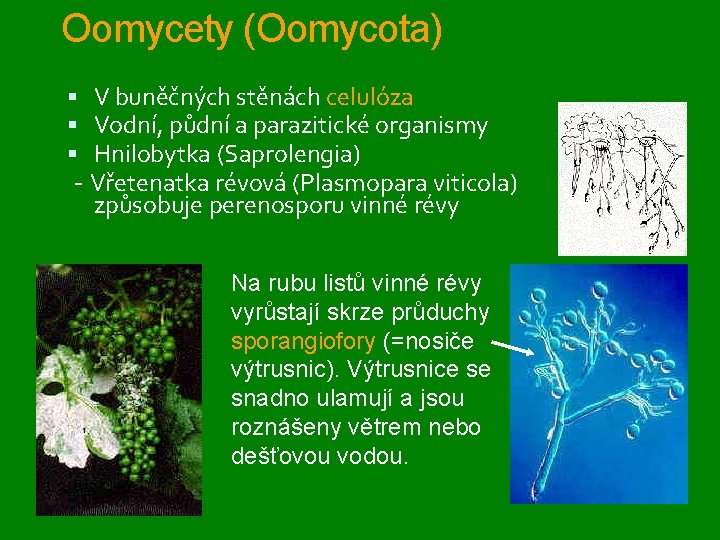 Oomycety (Oomycota) V buněčných stěnách celulóza Vodní, půdní a parazitické organismy Hnilobytka (Saprolengia) -