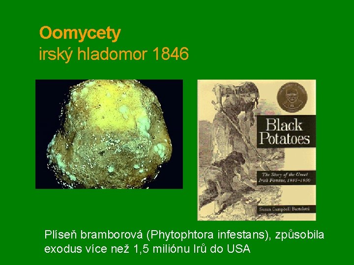 Oomycety irský hladomor 1846 Plíseň bramborová (Phytophtora infestans), způsobila exodus více než 1, 5
