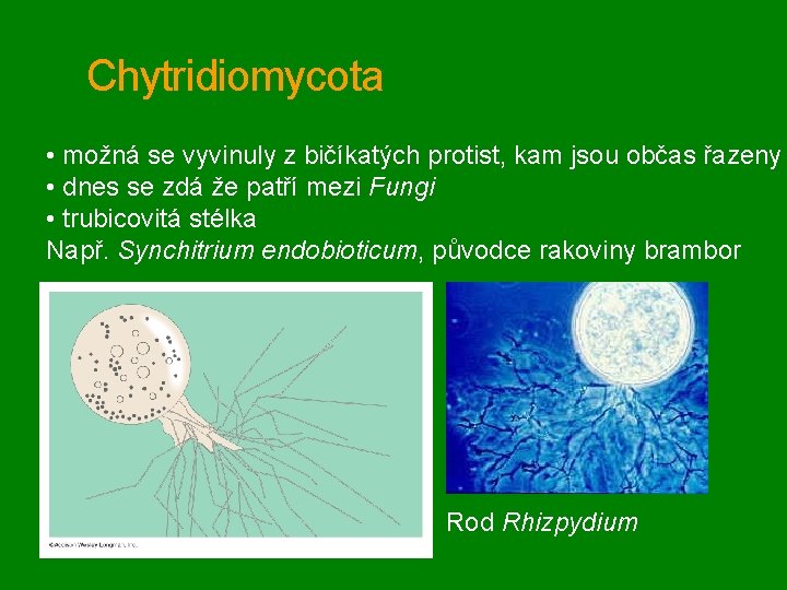 Chytridiomycota • možná se vyvinuly z bičíkatých protist, kam jsou občas řazeny • dnes