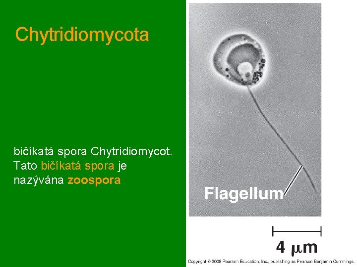 Chytridiomycota bičíkatá spora Chytridiomycot. Tato bičíkatá spora je nazývána zoospora 