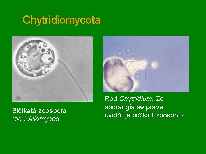Chytridiomycota Bičíkatá zoospora rodu Allomyces Rod Chytridium. Ze sporangia se právě uvolňuje bičíkatí zoospora