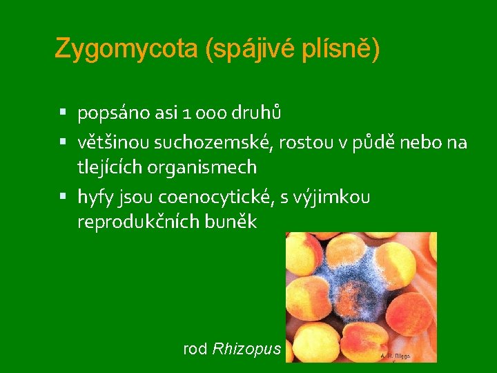 Zygomycota (spájivé plísně) popsáno asi 1 000 druhů většinou suchozemské, rostou v půdě nebo