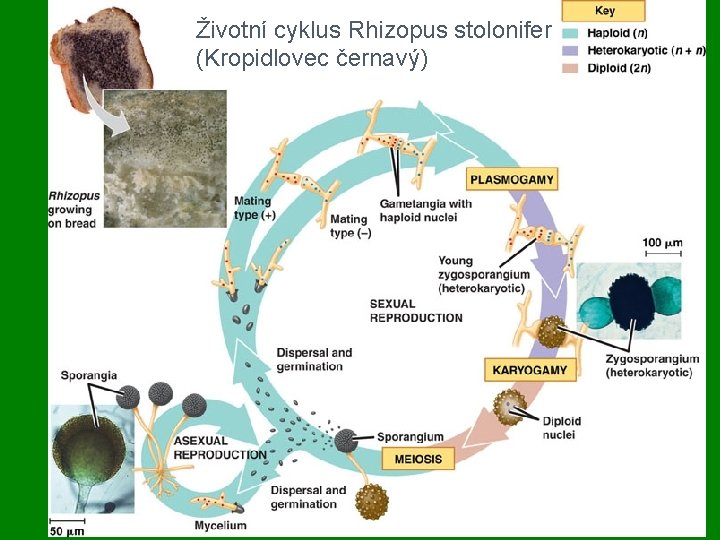 Životní cyklus Rhizopus stolonifer (Kropidlovec černavý) 