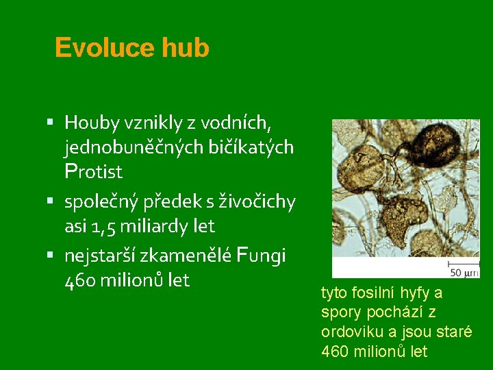 Evoluce hub Houby vznikly z vodních, jednobuněčných bičíkatých Protist společný předek s živočichy asi