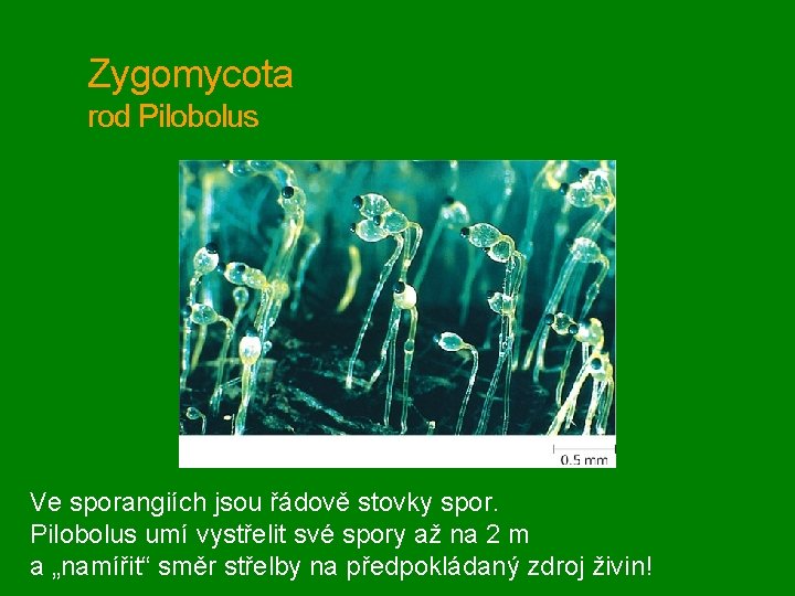 Zygomycota rod Pilobolus Ve sporangiích jsou řádově stovky spor. Pilobolus umí vystřelit své spory