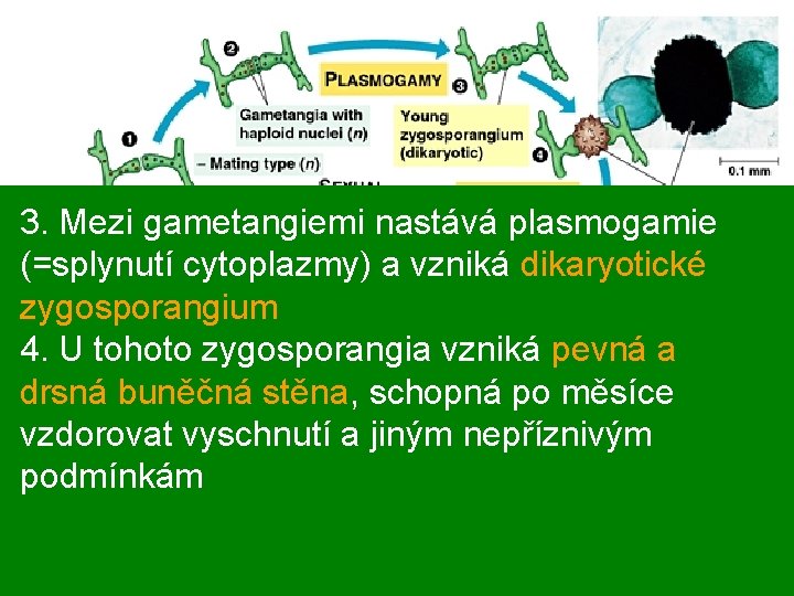 3. Mezi gametangiemi nastává plasmogamie (=splynutí cytoplazmy) a vzniká dikaryotické zygosporangium 4. U tohoto