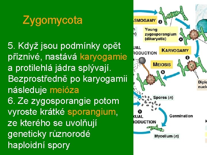 Zygomycota 5. Když jsou podmínky opět příznivé, nastává karyogamie a protilehlá jádra splývají. Bezprostředně