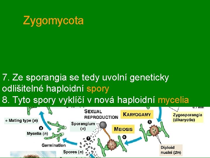 Zygomycota 7. Ze sporangia se tedy uvolní geneticky odlišitelné haploidní spory 8. Tyto spory