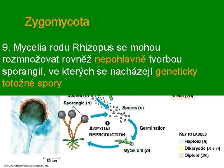 Zygomycota 9. Mycelia rodu Rhizopus se mohou rozmnožovat rovněž nepohlavně tvorbou sporangií, ve kterých