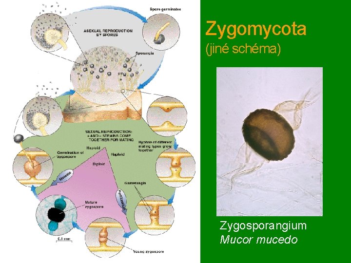 Zygomycota (jiné schéma) Zygosporangium Mucor mucedo 