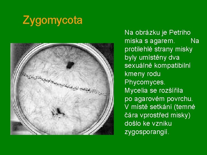 Zygomycota Na obrázku je Petriho miska s agarem. Na protilehlé strany misky byly umístěny