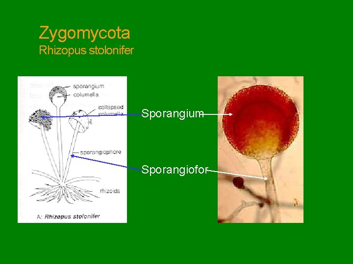 Zygomycota Rhizopus stolonifer Sporangium Sporangiofor 
