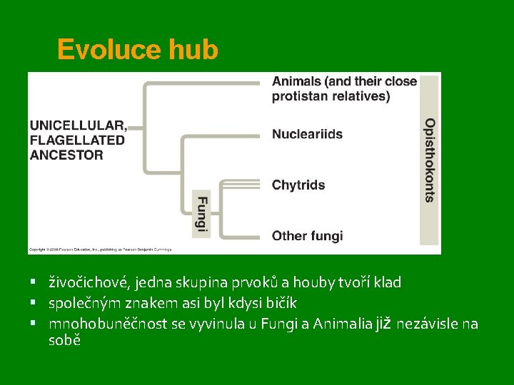 Evoluce hub živočichové, jedna skupina prvoků a houby tvoří klad společným znakem asi byl