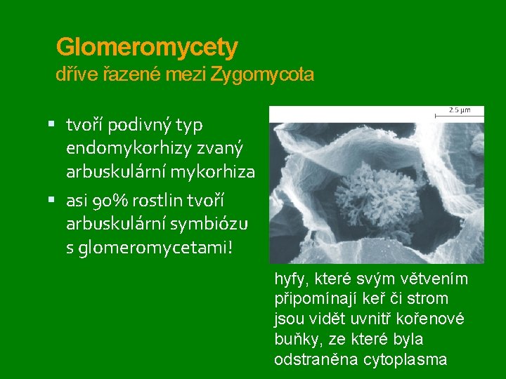 Glomeromycety dříve řazené mezi Zygomycota tvoří podivný typ endomykorhizy zvaný arbuskulární mykorhiza asi 90%