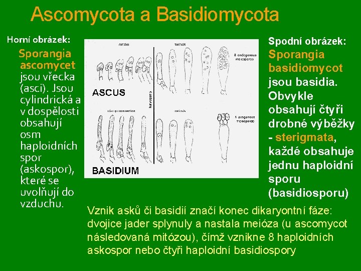 Ascomycota a Basidiomycota Horní obrázek: Sporangia ascomycet jsou vřecka (asci). Jsou cylindrická a v