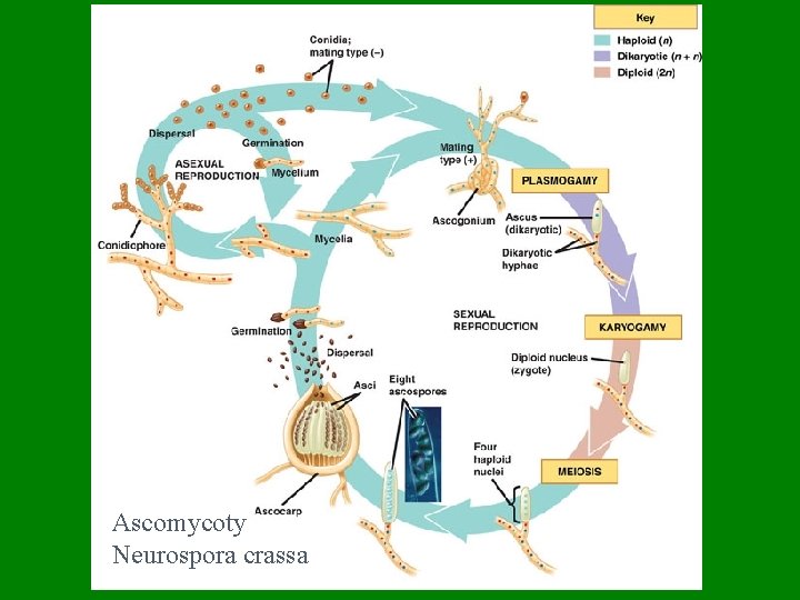 Ascomycoty Neurospora crassa 