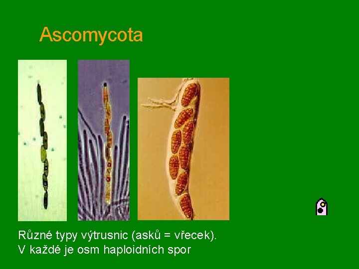 Ascomycota Různé typy výtrusnic (asků = vřecek). V každé je osm haploidních spor 