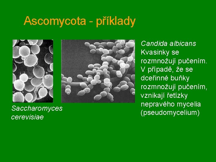 Ascomycota - příklady Saccharomyces cerevisiae Candida albicans Kvasinky se rozmnožují pučením. V případě, že