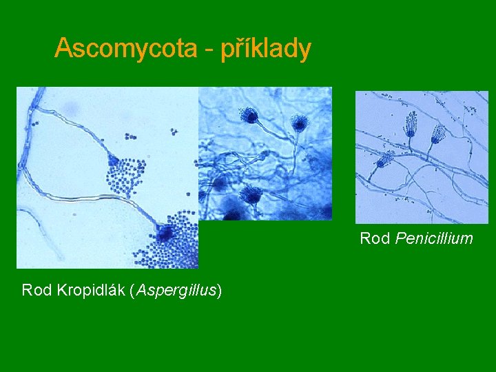 Ascomycota - příklady Rod Penicillium Rod Kropidlák (Aspergillus) 