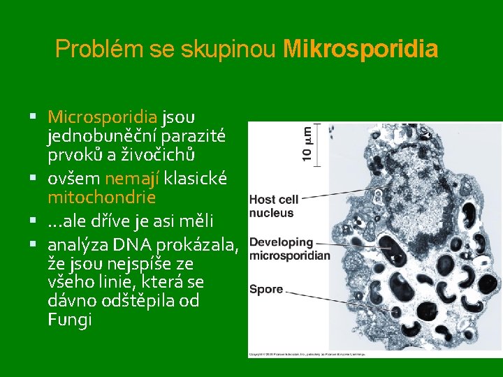 Problém se skupinou Mikrosporidia Microsporidia jsou jednobuněční parazité prvoků a živočichů ovšem nemají klasické
