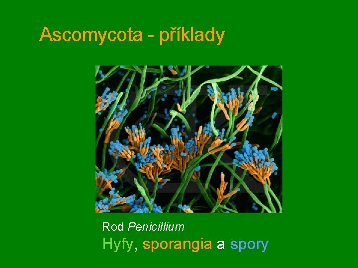 Ascomycota - příklady Rod Penicillium Hyfy, sporangia a spory 