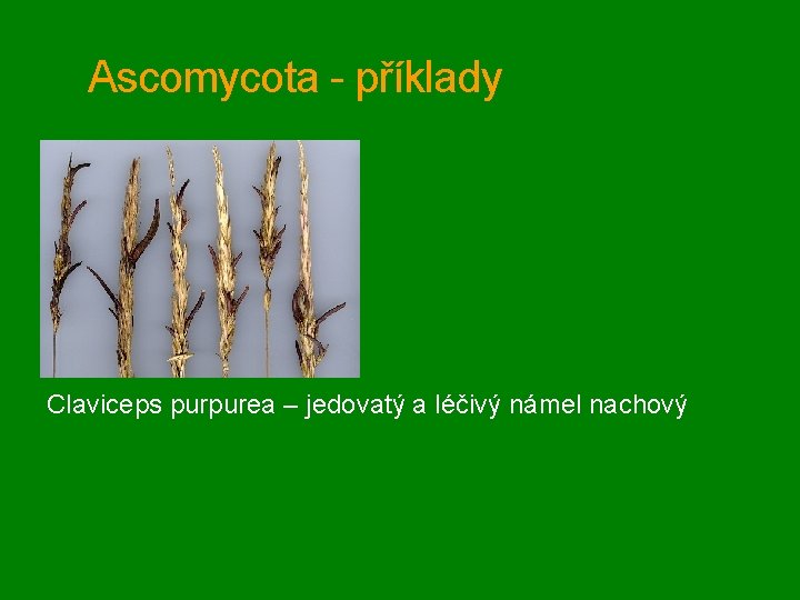 Ascomycota - příklady Claviceps purpurea – jedovatý a léčivý námel nachový 