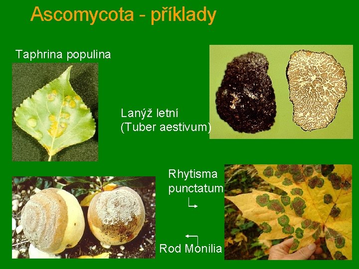 Ascomycota - příklady Taphrina populina Lanýž letní (Tuber aestivum) Rhytisma punctatum Rod Monilia 