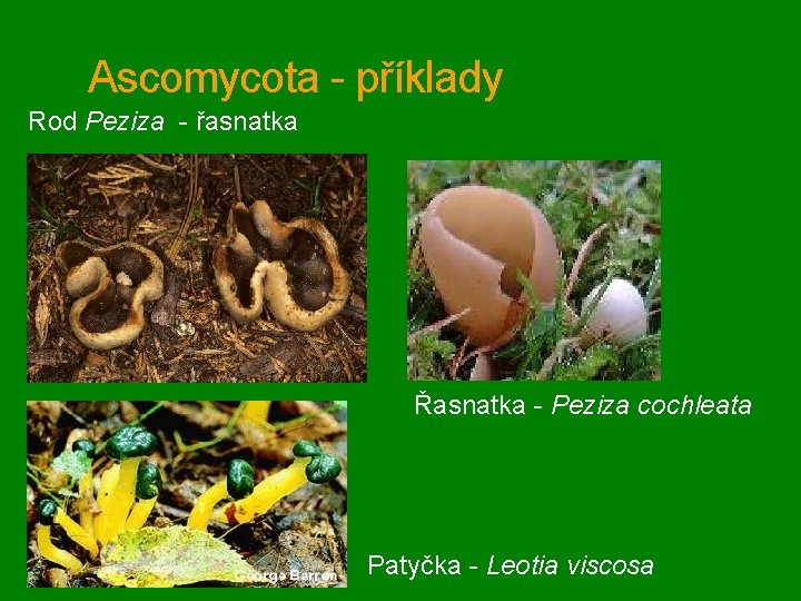 Ascomycota - příklady Rod Peziza - řasnatka Řasnatka - Peziza cochleata Patyčka - Leotia