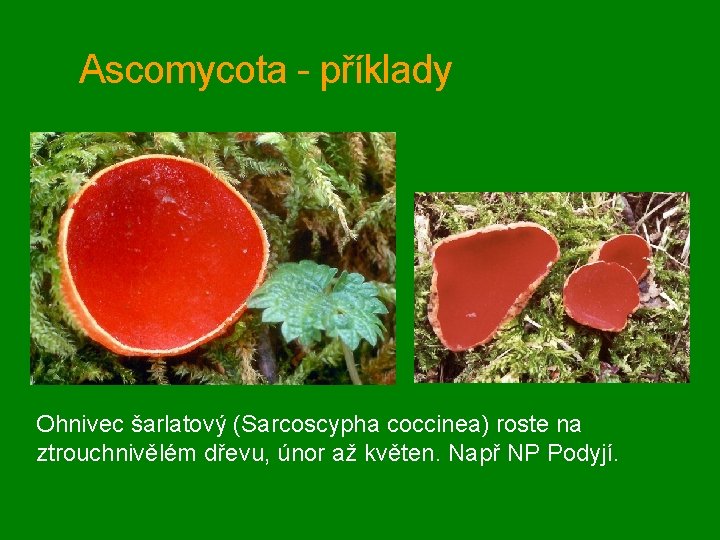 Ascomycota - příklady Ohnivec šarlatový (Sarcoscypha coccinea) roste na ztrouchnivělém dřevu, únor až květen.