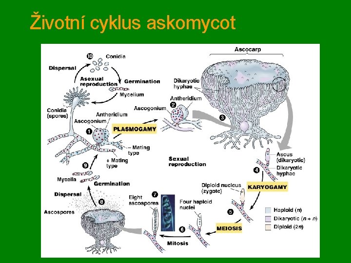 Životní cyklus askomycot 