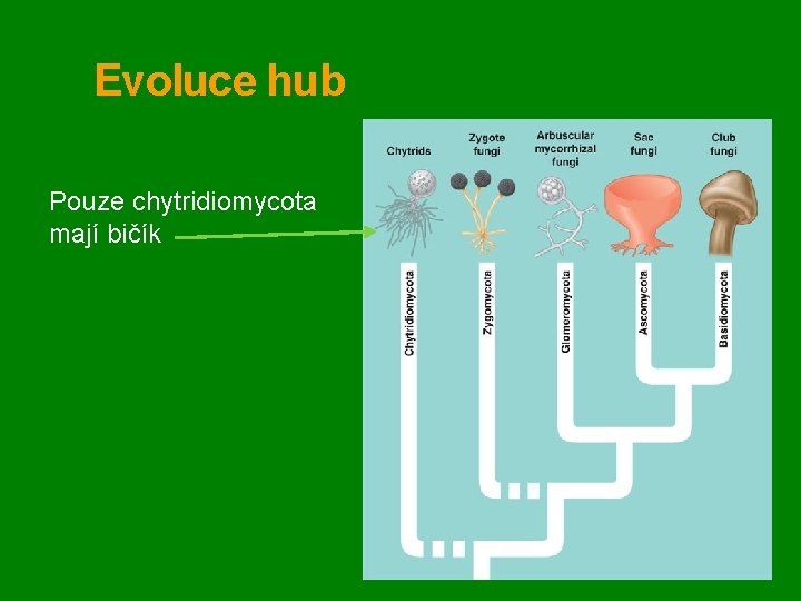 Evoluce hub Pouze chytridiomycota mají bičík 