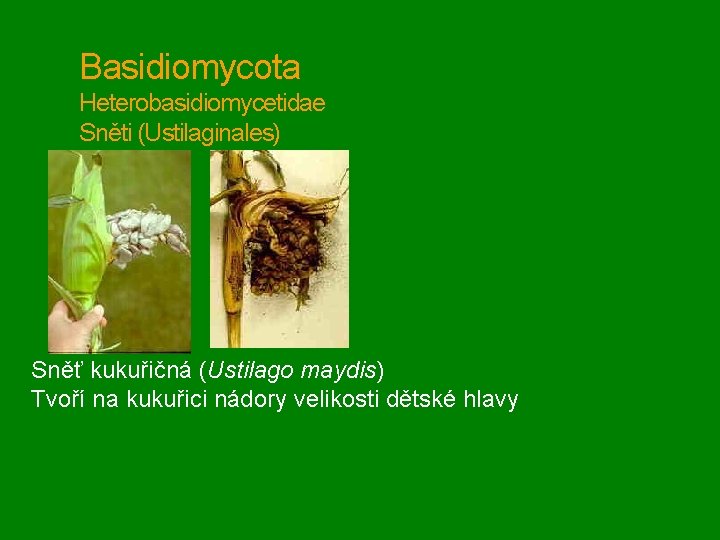 Basidiomycota Heterobasidiomycetidae Sněti (Ustilaginales) Sněť kukuřičná (Ustilago maydis) Tvoří na kukuřici nádory velikosti dětské