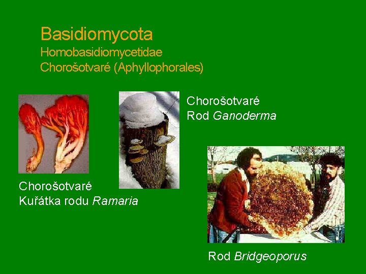 Basidiomycota Homobasidiomycetidae Chorošotvaré (Aphyllophorales) Chorošotvaré Rod Ganoderma Chorošotvaré Kuřátka rodu Ramaria Rod Bridgeoporus 