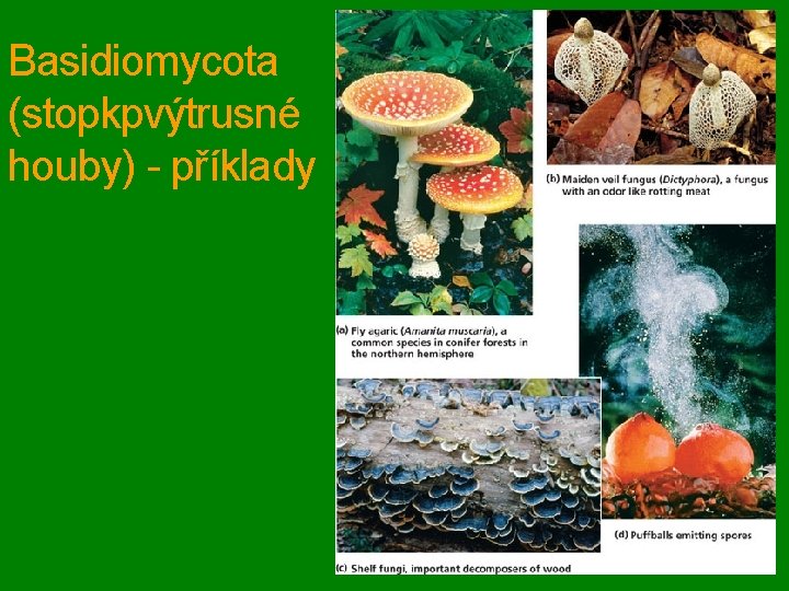Basidiomycota (stopkpvýtrusné houby) - příklady 