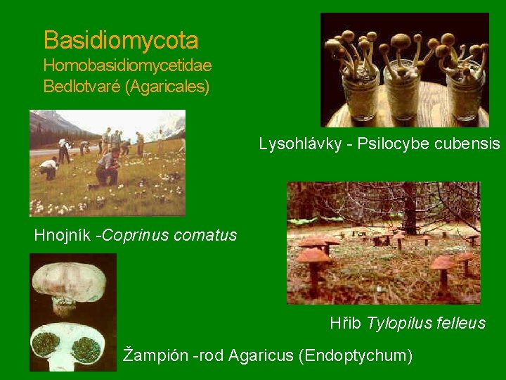 Basidiomycota Homobasidiomycetidae Bedlotvaré (Agaricales) Lysohlávky - Psilocybe cubensis Hnojník -Coprinus comatus Hřib Tylopilus felleus