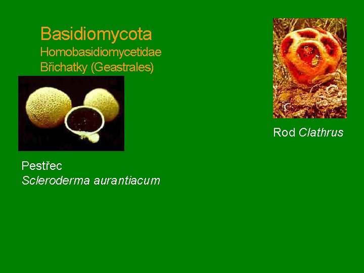 Basidiomycota Homobasidiomycetidae Břichatky (Geastrales) Rod Clathrus Pestřec Scleroderma aurantiacum 